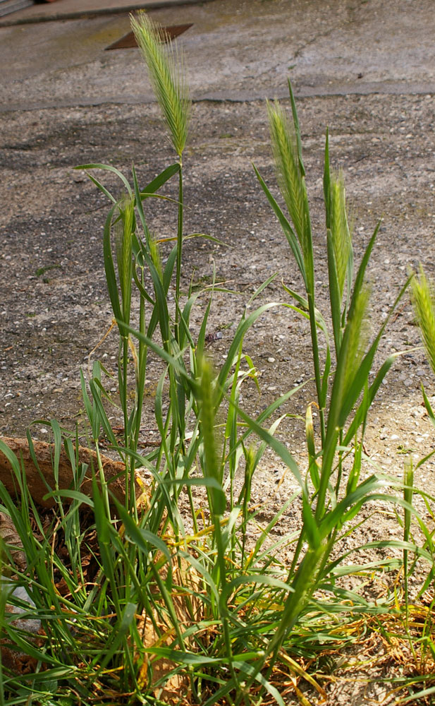 Hordeum murinum / Orzo selvatico